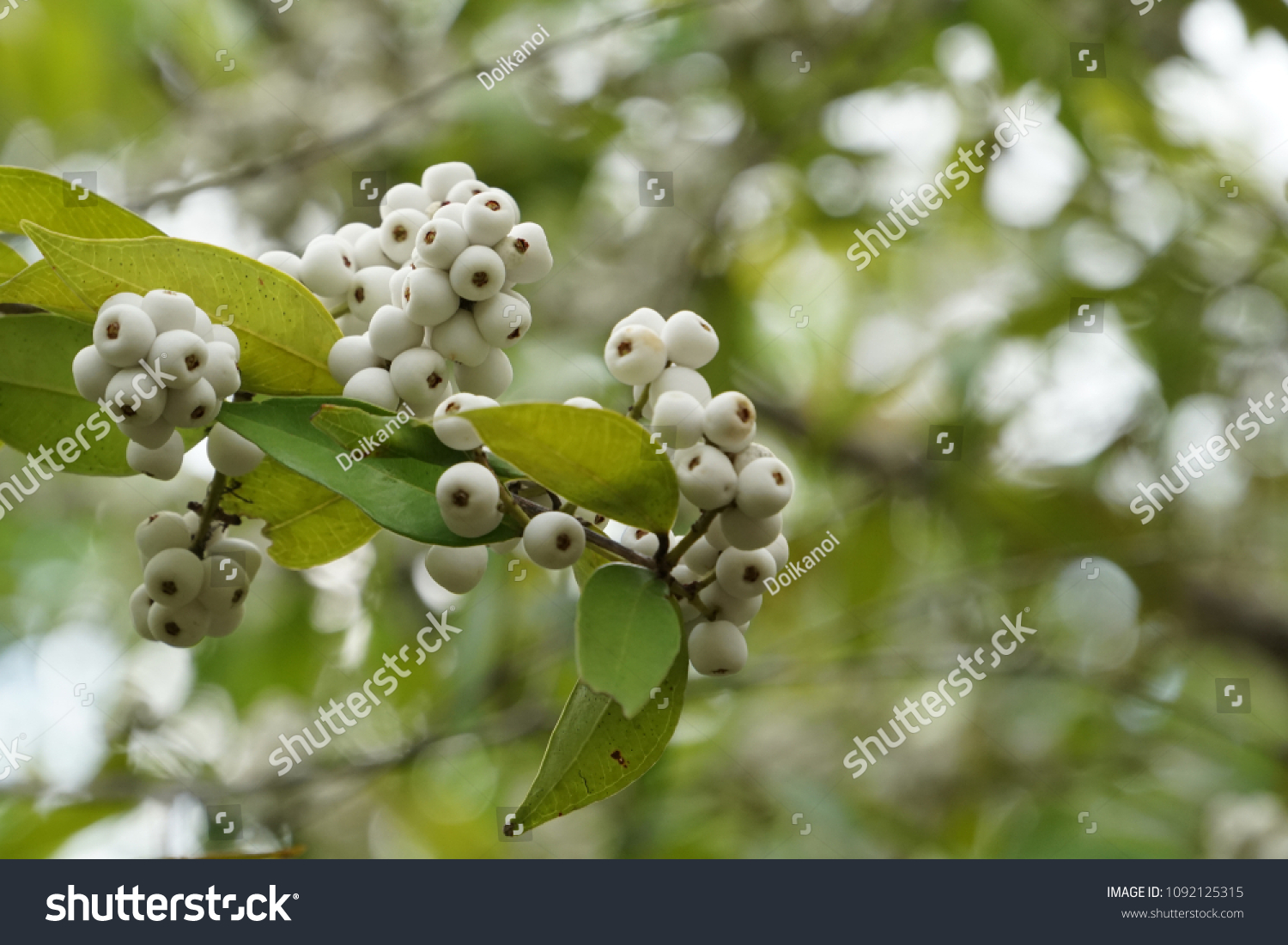 Syzygium Gratum Fruits Stock Photo 1092125315 | Shutterstock