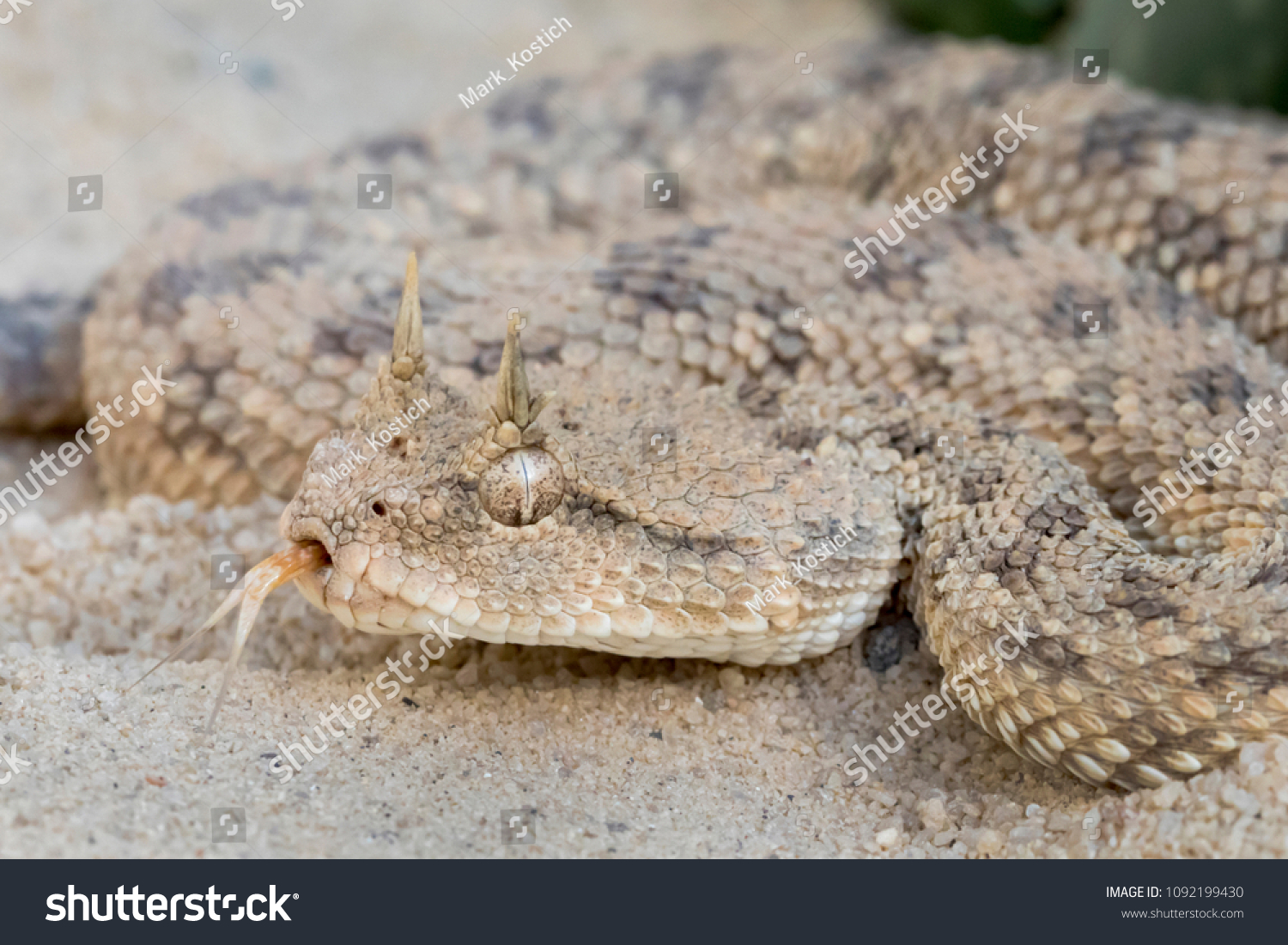 Venomous Desert Horned Viper Snake Cerastes Stock Photo 1092199430 ...