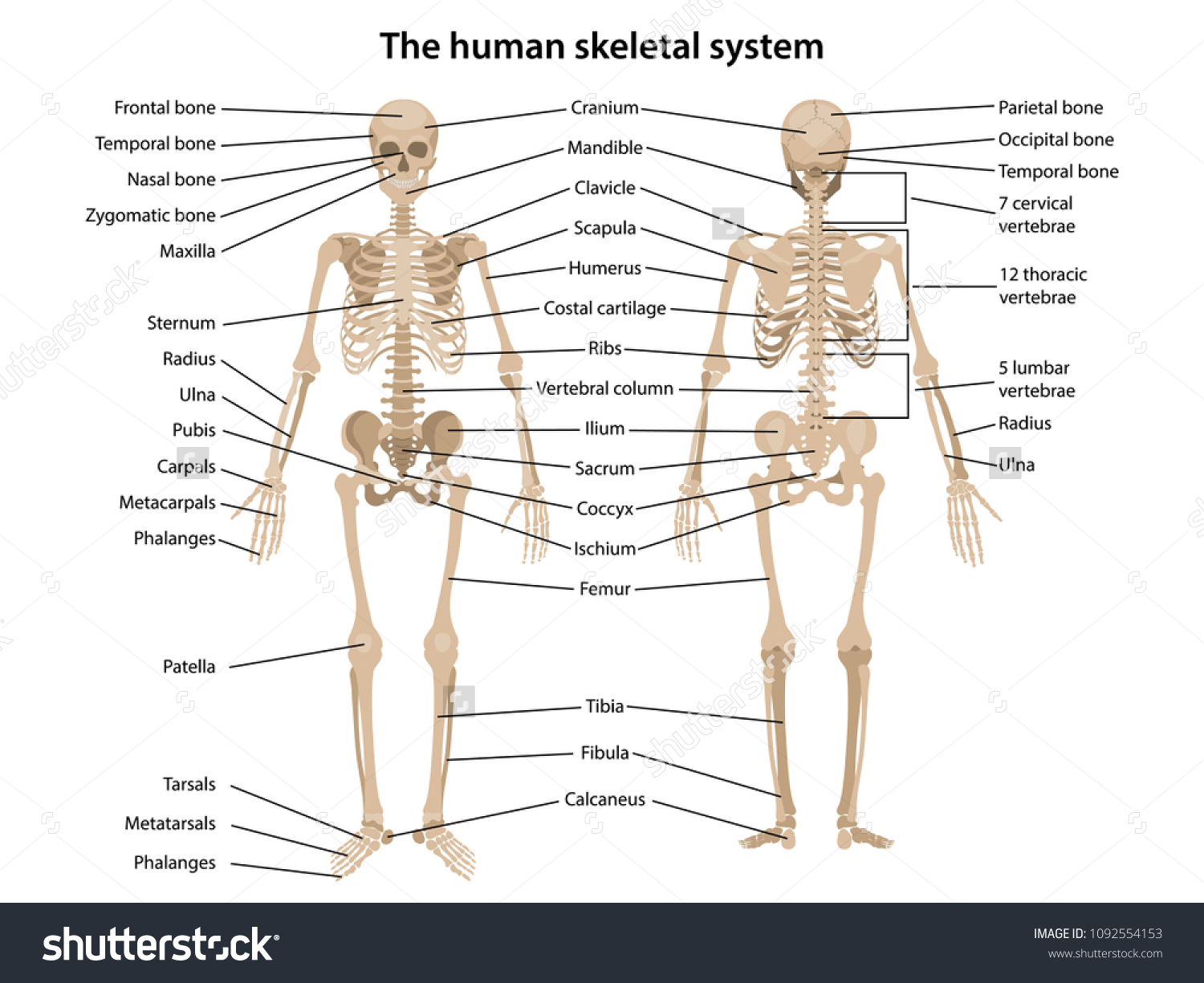 Bones of the Human body тест