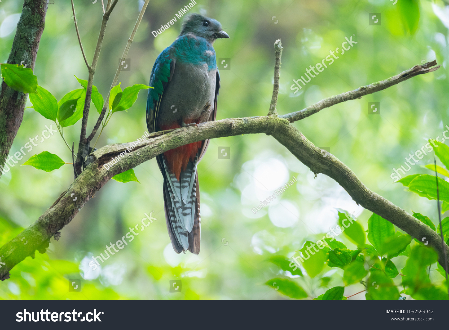 female quetzal bird