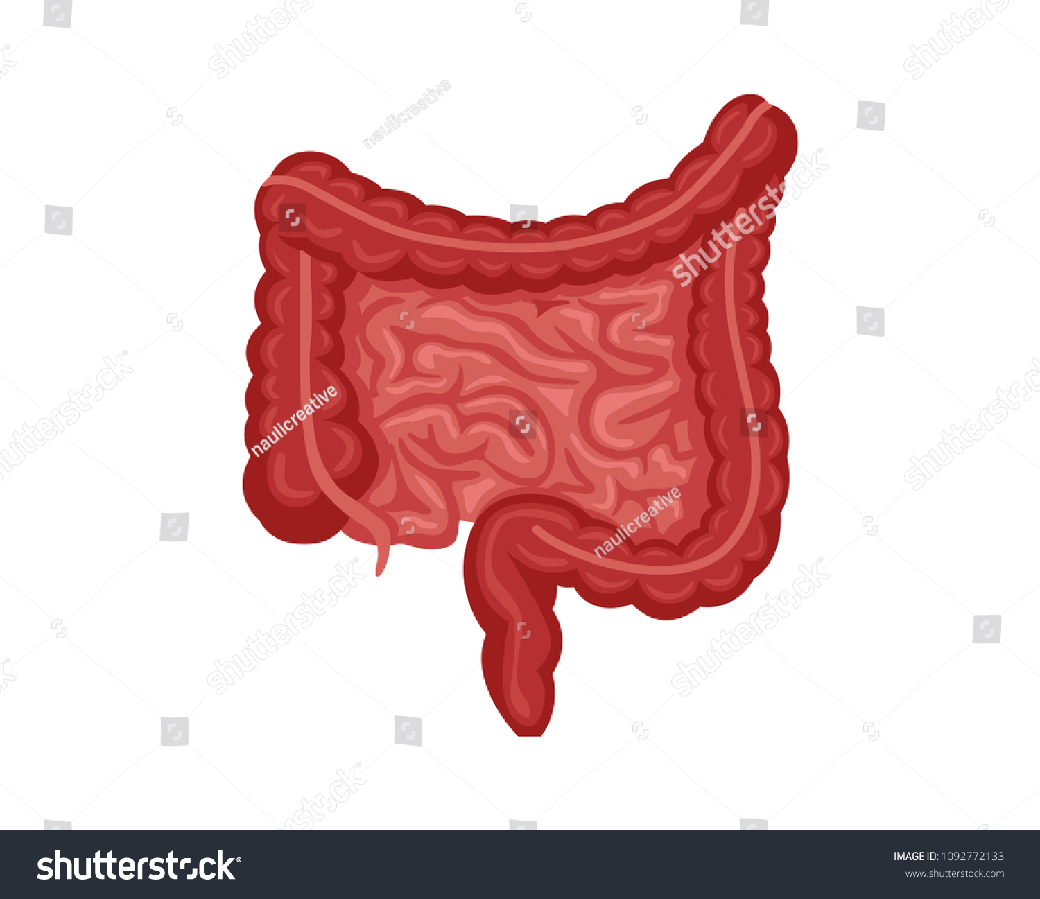 Healthy Intestines Internal Human Organ Illustration Stock Vector ...