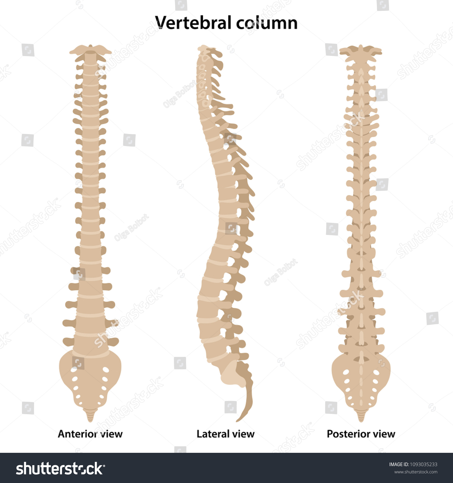 Human Vertebral Column Front Profile Back Stock Vector (Royalty Free ...