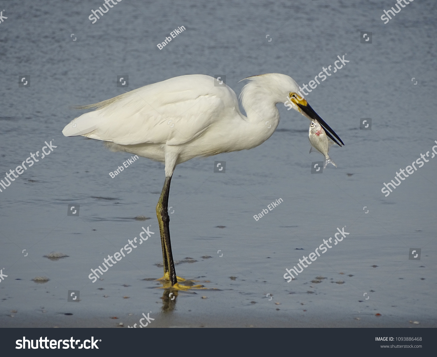 Snowy White Egret Bird On Beach Stock Photo 1093886468 | Shutterstock