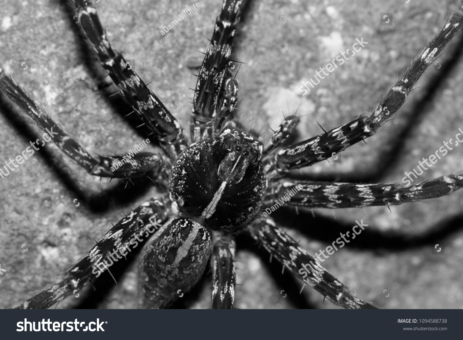 albino wolf spider