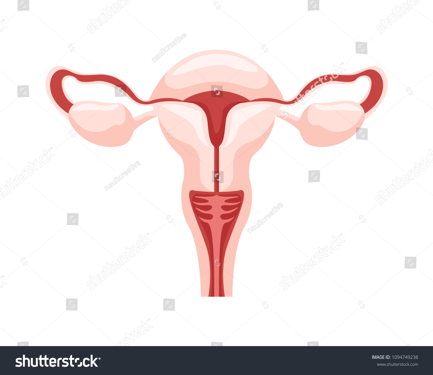 Healthy Internal Human Female Reproductive Organ Stock Vector Royalty