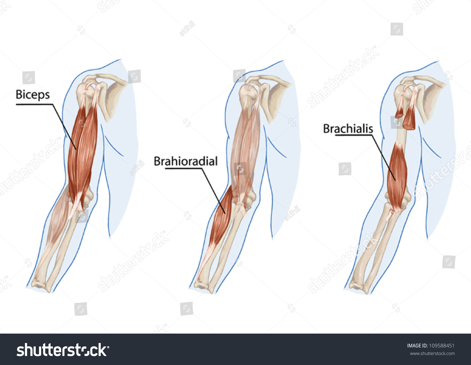 Biceps Brachii Brachioradial Brachialis Muscles Didactic Stockvektor Royaltyfri 109588451 0580
