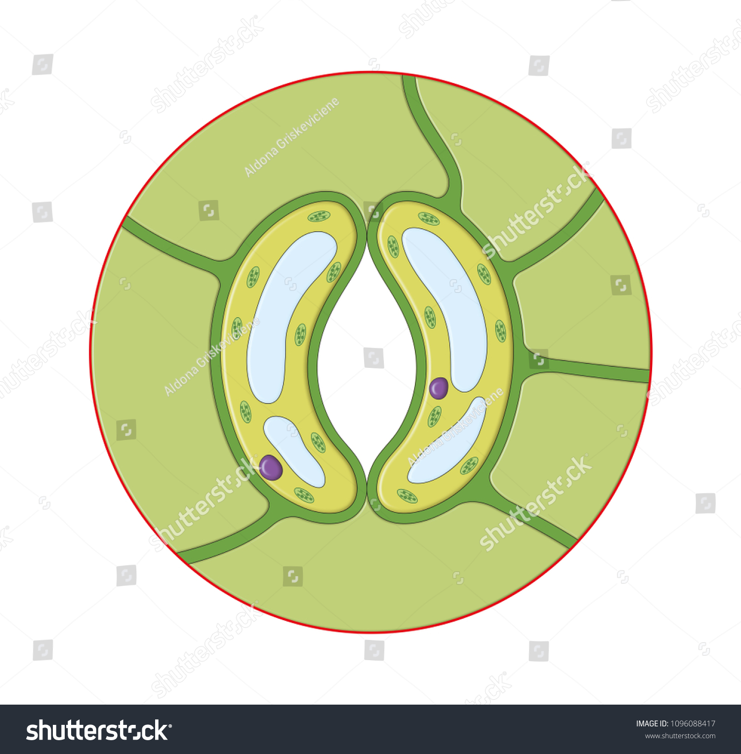 Leaf Stoma Cell Structure Stock Illustration 1096088417 | Shutterstock