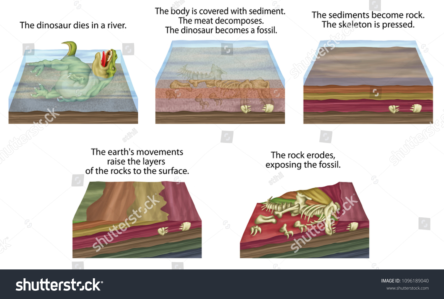 10 759 fossilization process images stock photos vectors shutterstock