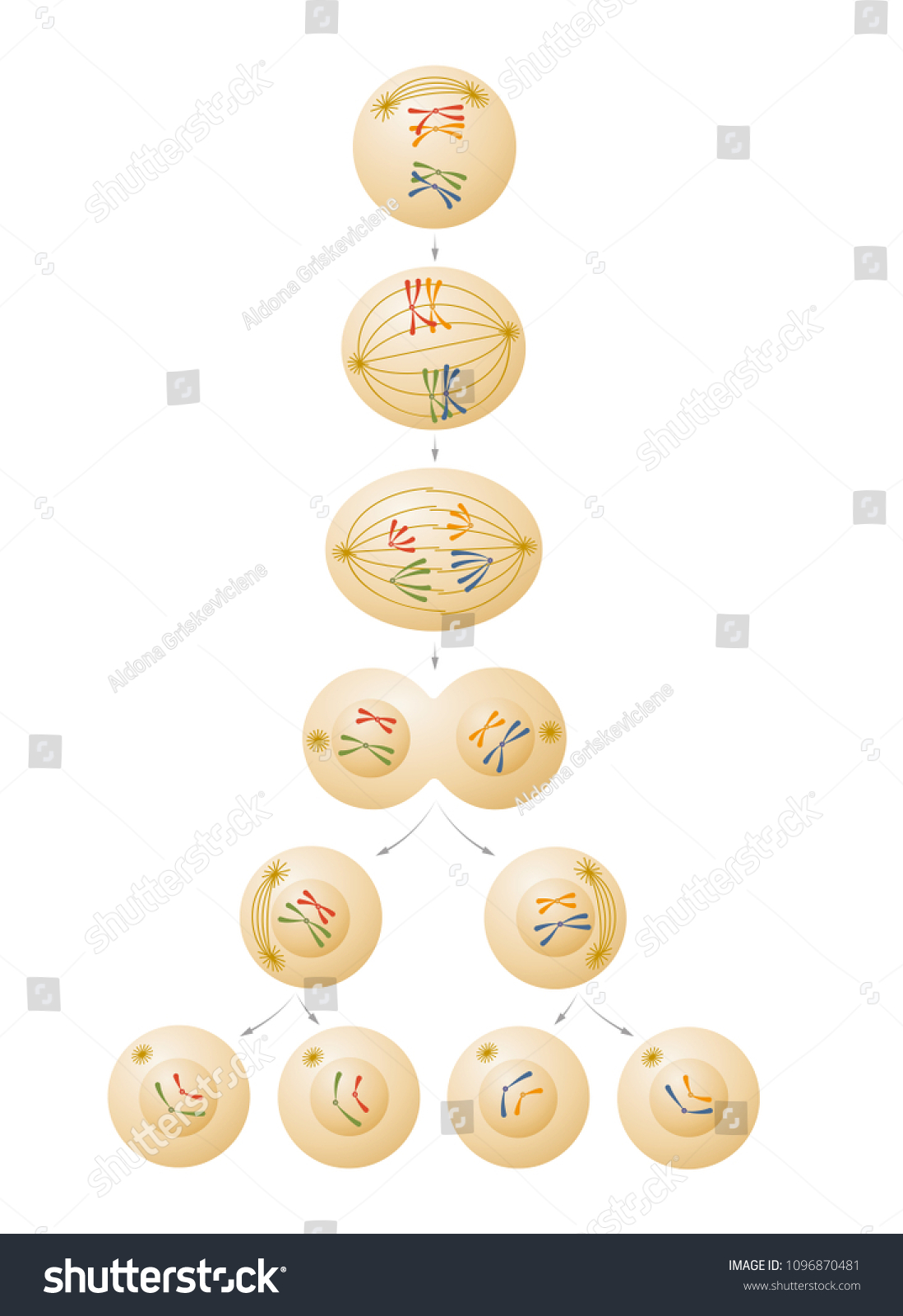 Meiosis Cell Division Illustration Stock Vector Royalty Free 1096870481 Shutterstock 0819