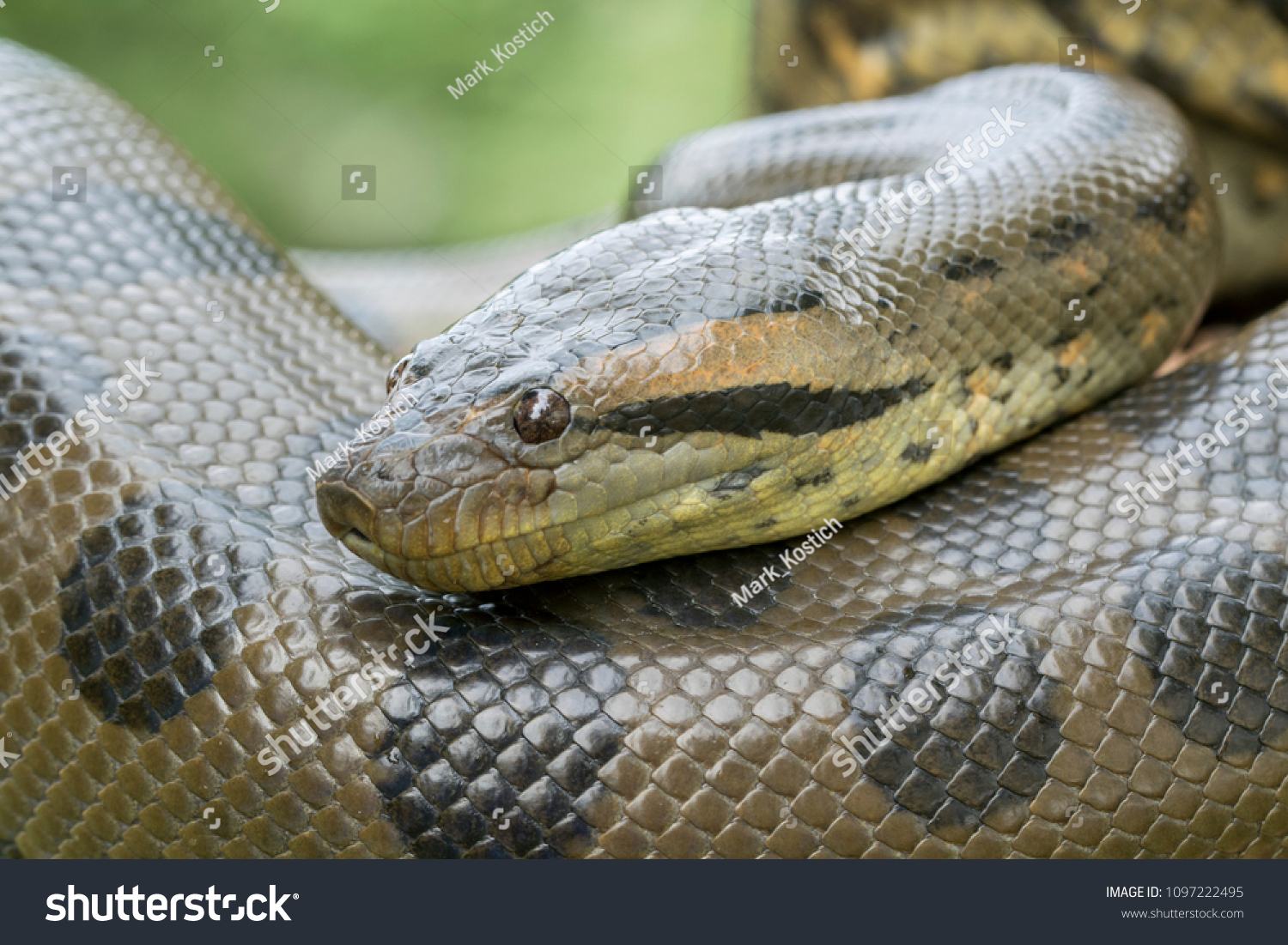 Green Anaconda Snake Stock Photo 1097222495 | Shutterstock