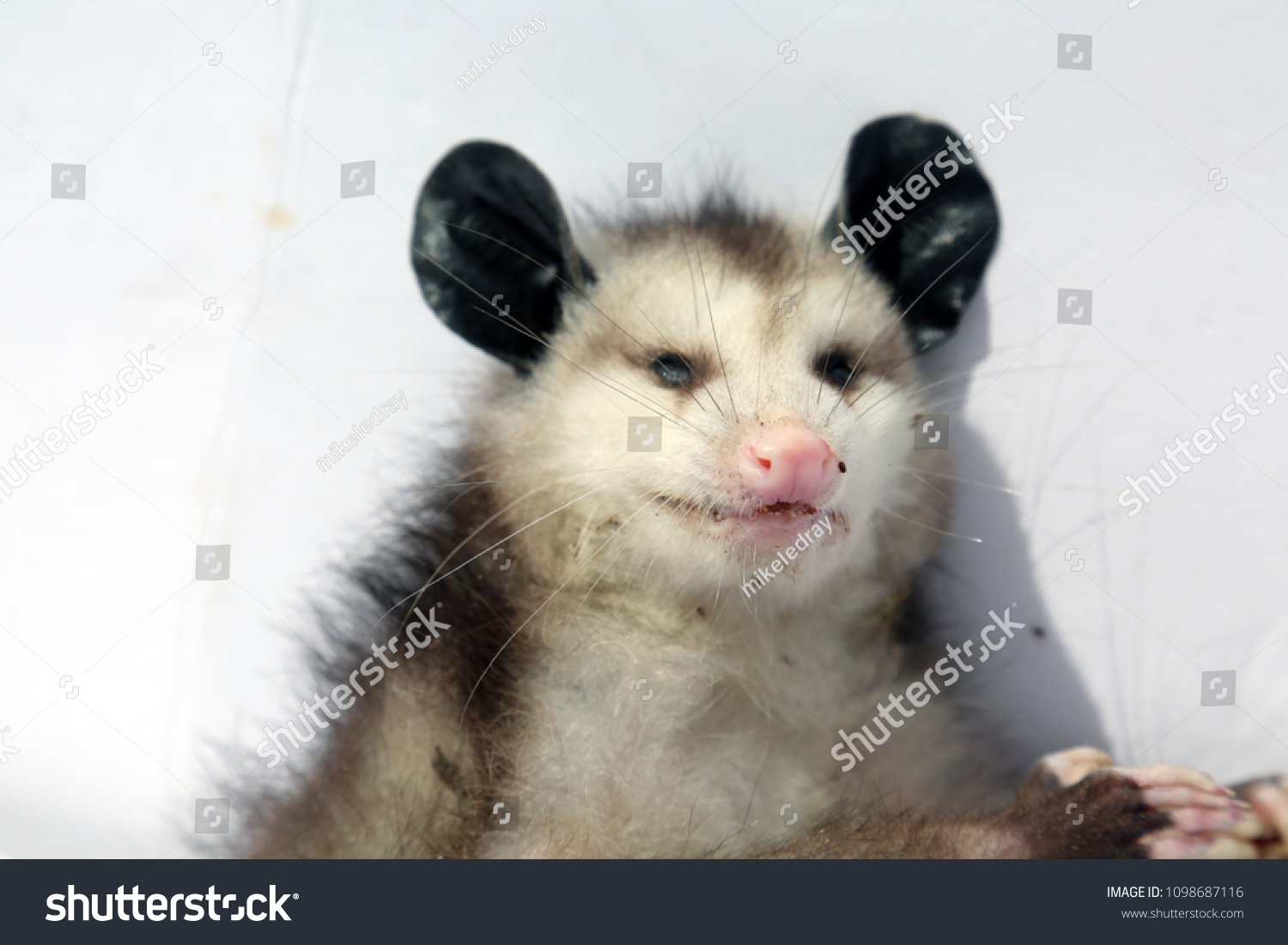 North American Opossum Dead Opossum Isolated Stock Photo 1098687116