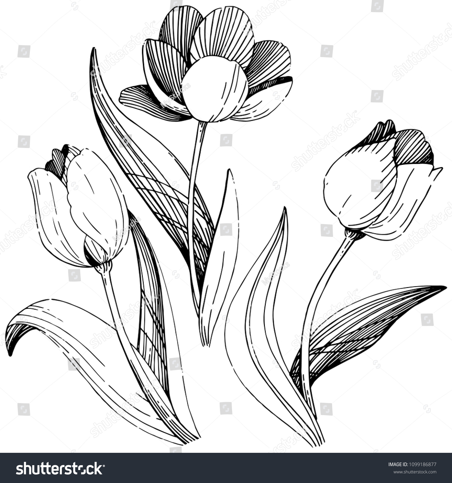 Wildflower Tulip Flower Style Isolated Full Stock Illustration ...