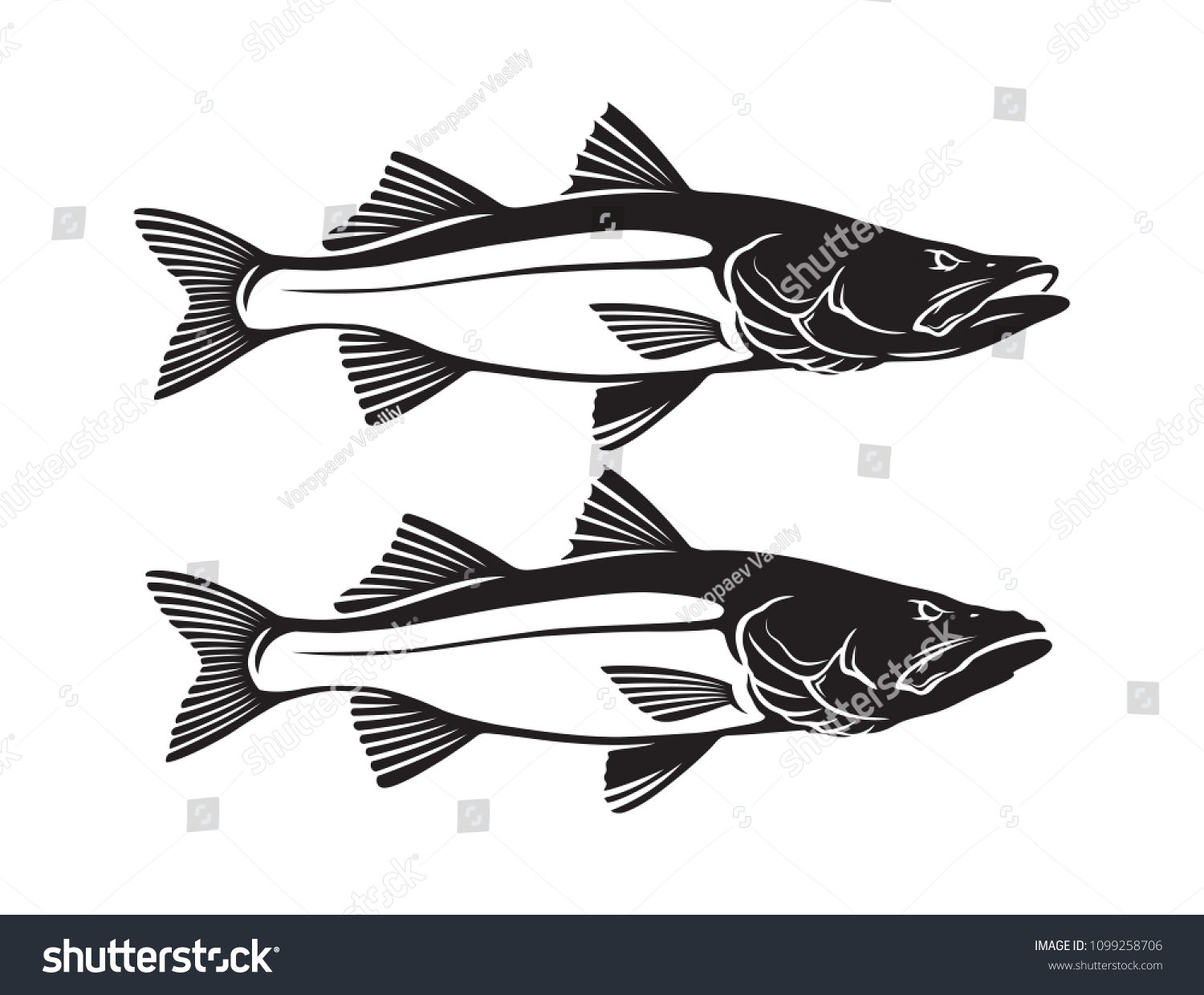 Common Snook Fish Stock Vector (Royalty Free) 1099258706 | Shutterstock