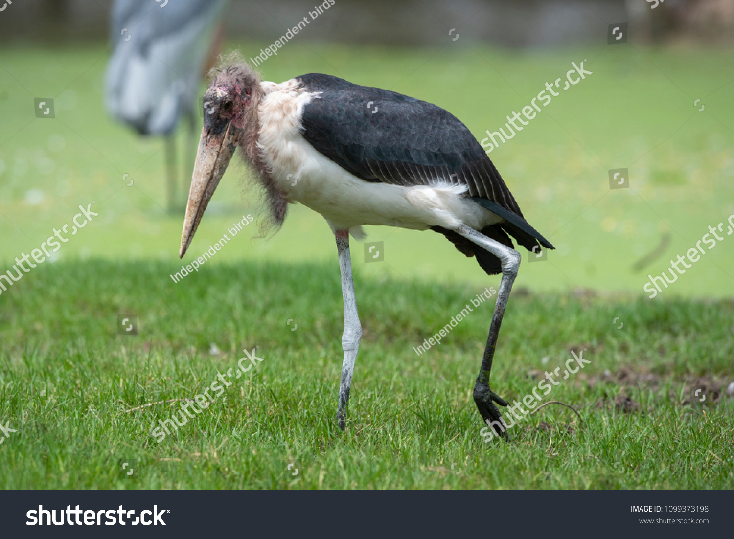 greater adjutant