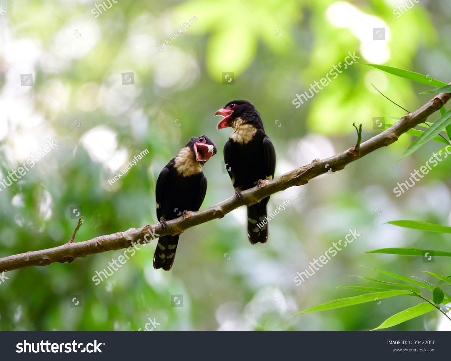 Rare Birds Paired During Mating Seasonbirddusky库存照片1099422056 Shutterstock