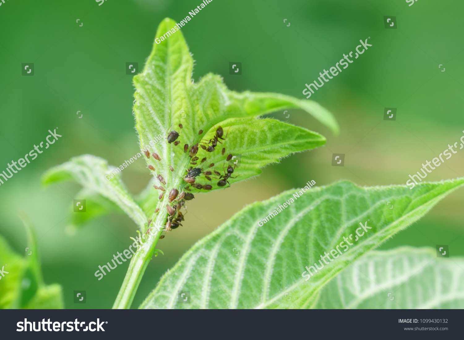 Young Shoot Viburnum Ordinary Lat Viburnum Stock Photo 1099430132 ...