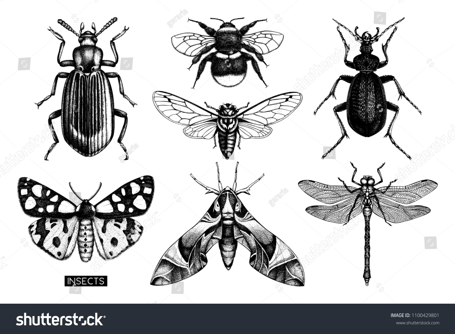 Vector Collection High Detailed Insects Sketches Stock Vector (Royalty ...