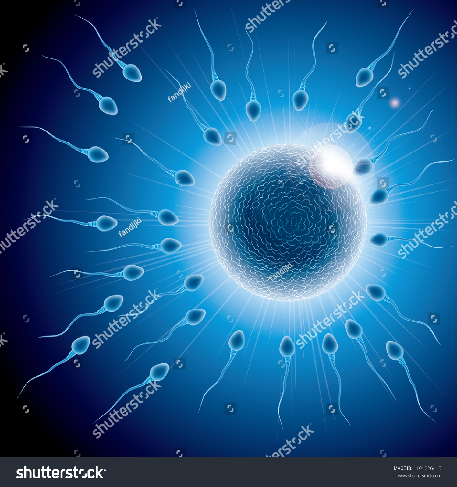 Fertilization Process Design Sperm Ovum Combination Stock Vector 