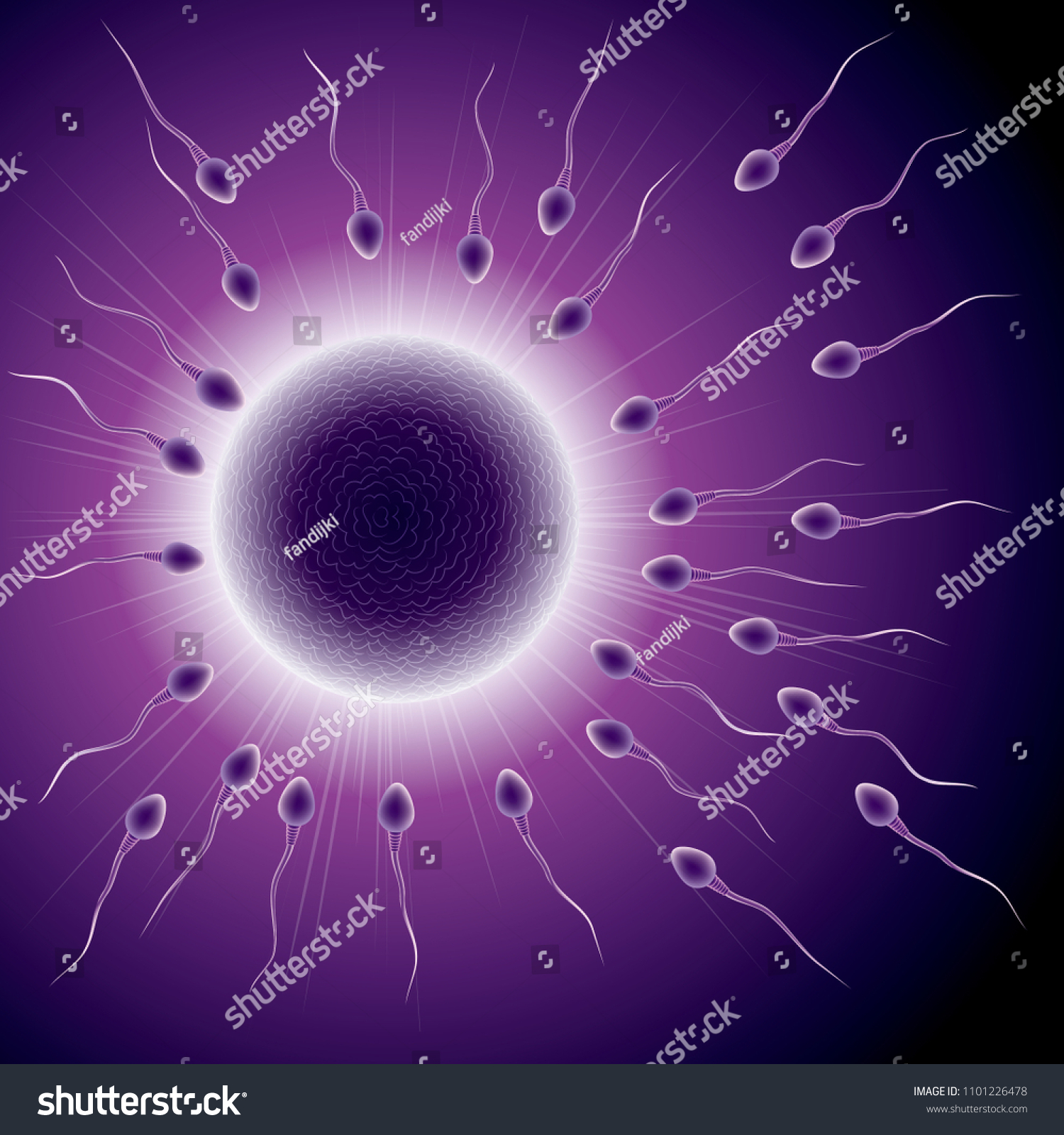 Fertilization Process Design Sperm Ovum Combination Stock Vector ...