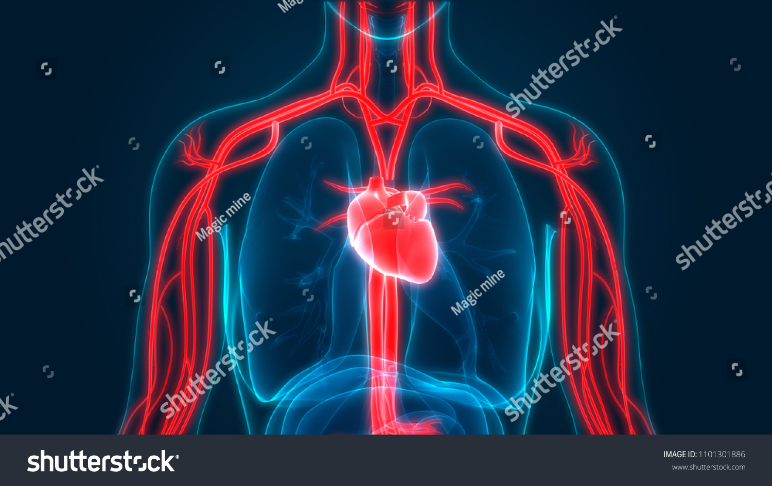 Human Circulatory System Anatomy 3d Stock Illustration 1101301886 ...