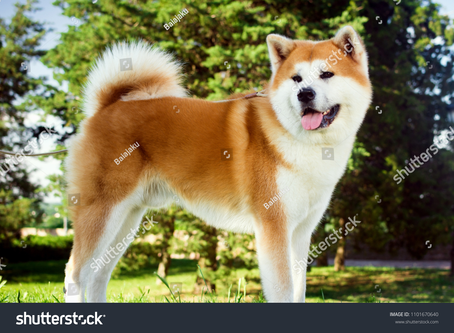Как выглядят японские собаки Akita dog Images, Stock Photos & Vectors Shutterstock