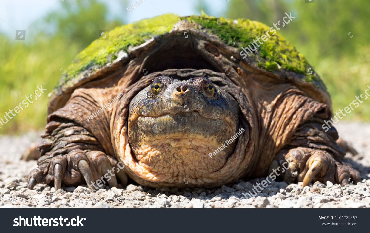 Closeup Portrait Snapping Turtle Making Eye Stock Photo 1101784367 ...