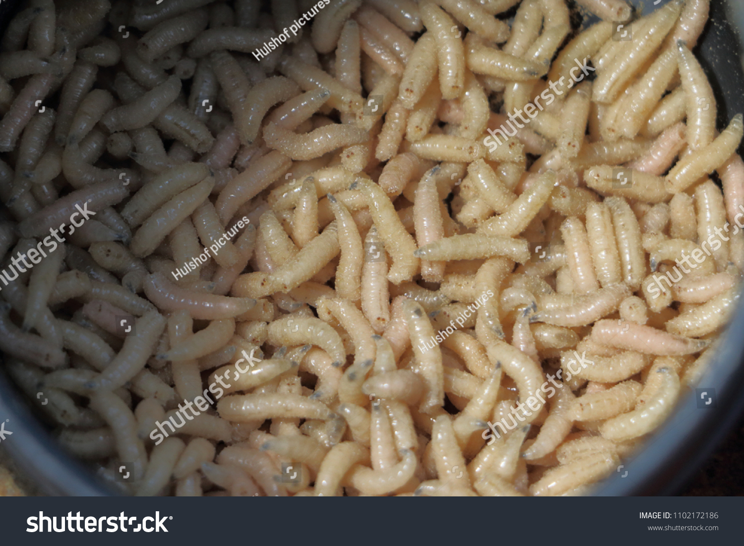 Maggots In Cock