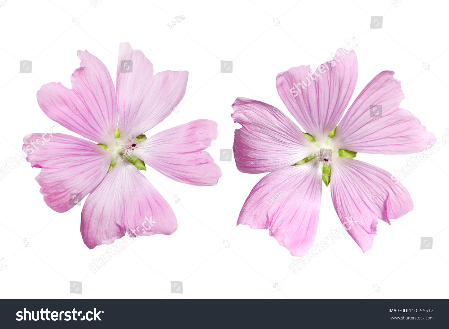 Malva moschata vector