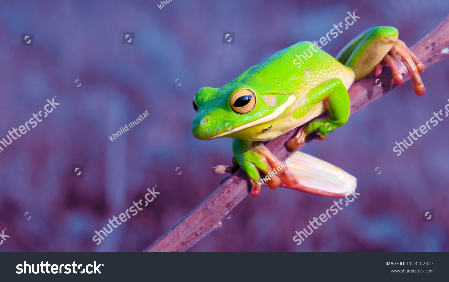 purple red eyed tree frog