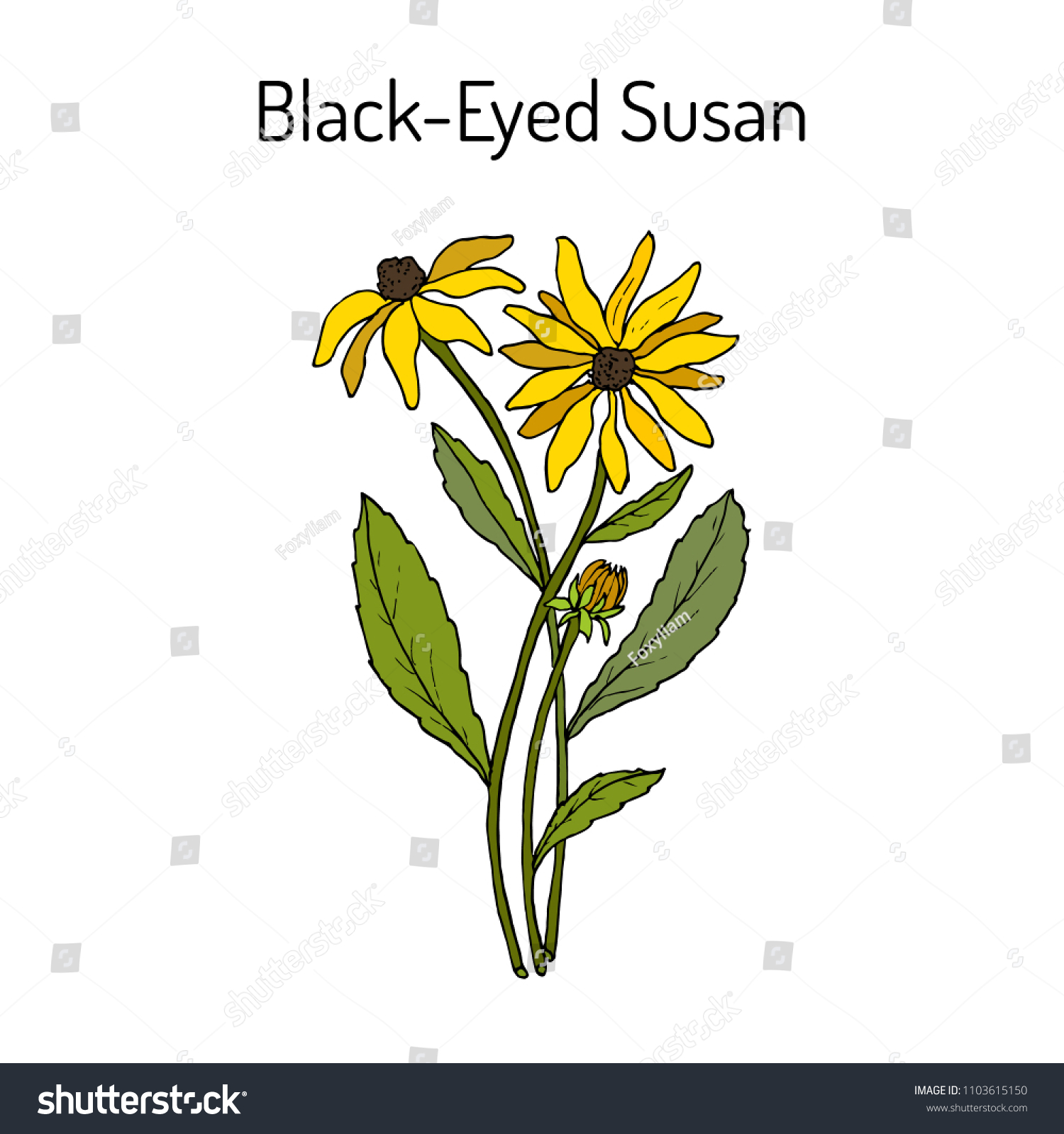 Blackeyed Susan Rudbeckia Hirta Brown Betty Stok Vektör (Telifsiz) 11036151...