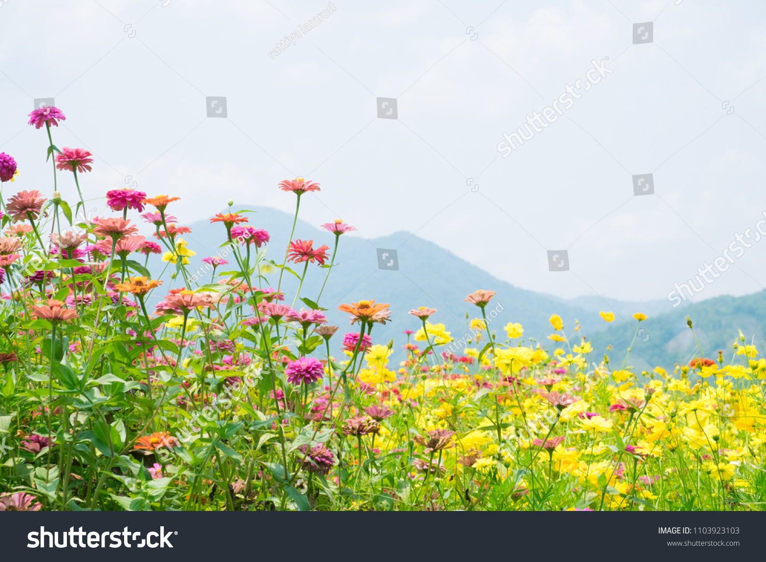 Colorful Flowers Summer Stock Photo 1103923103 Shutterstock