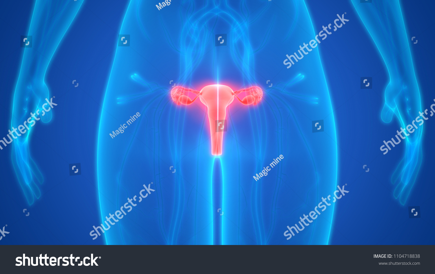 Female Reproductive System Anatomy 3d Stock Illustration 1104718838 ...