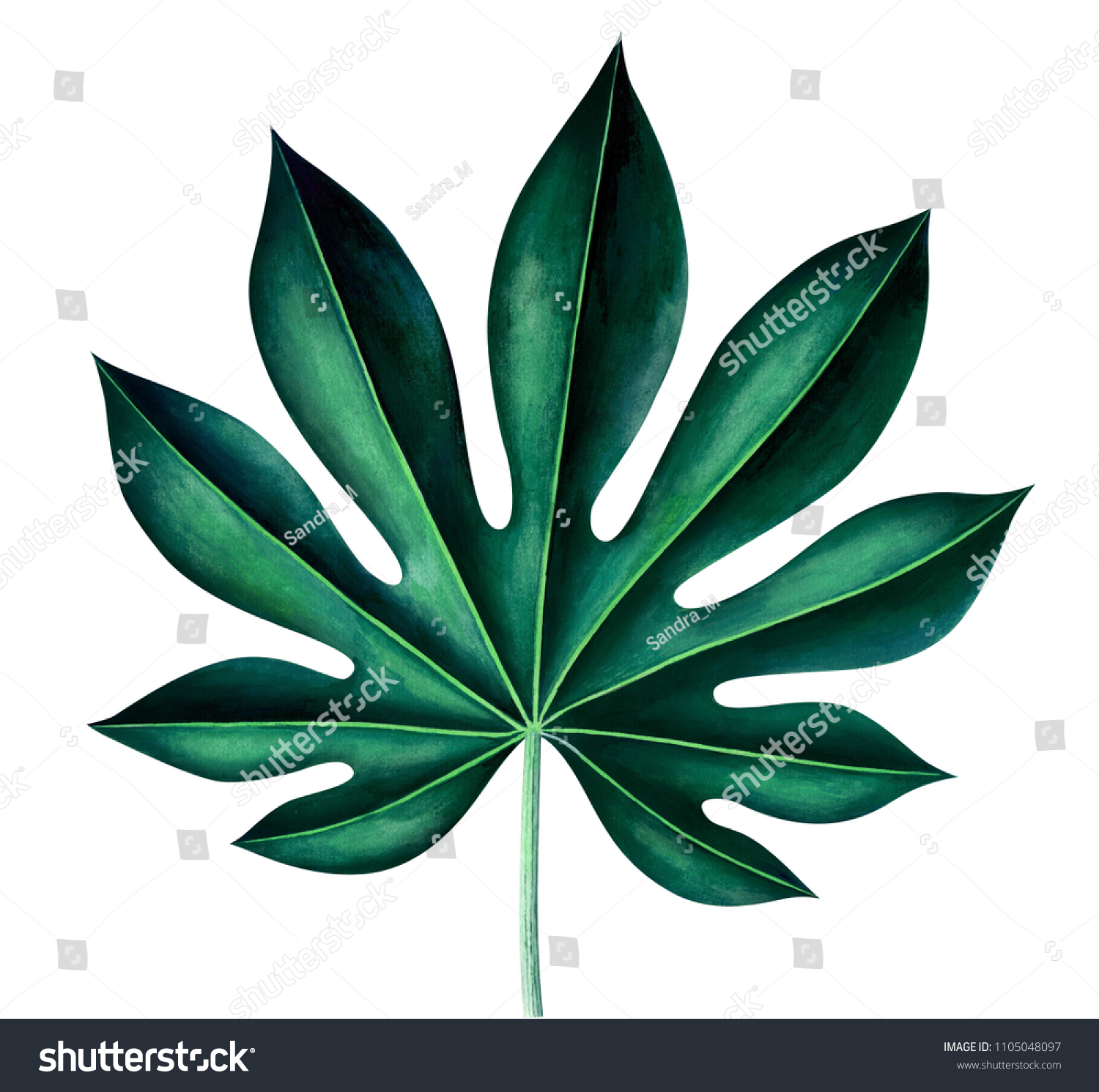 Tropical Leaf Fatsia Japonica Aralia Japonica Stock Illustration 1105048097 Shutterstock 4722