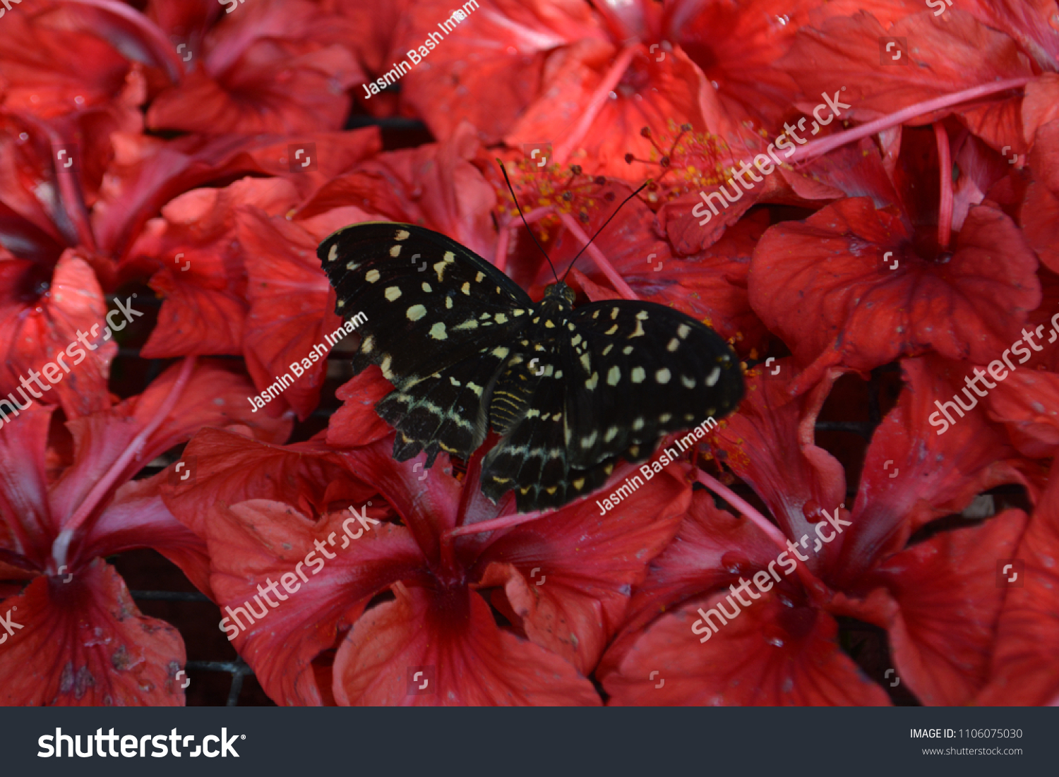 Butterfly Land On Flower写真素材 Shutterstock