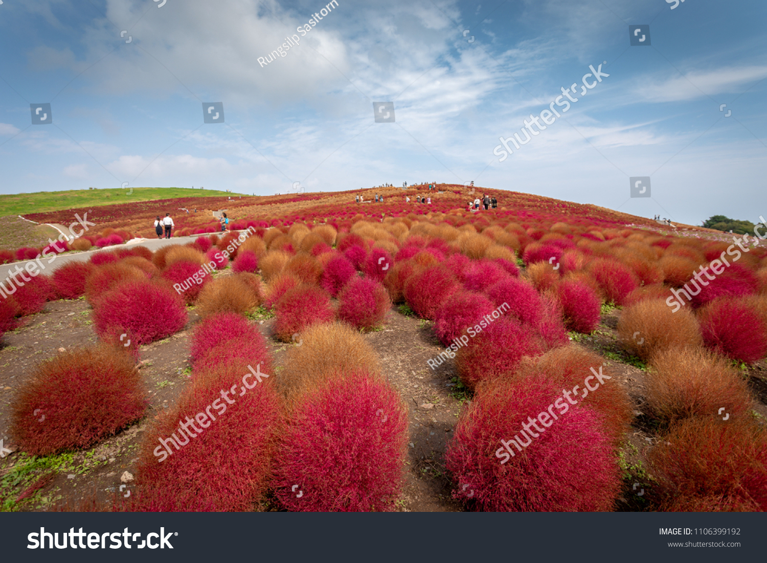 茨城県ひたち海浜公園の秋の紅葉の美しいコキアの丘写真素材 Shutterstock