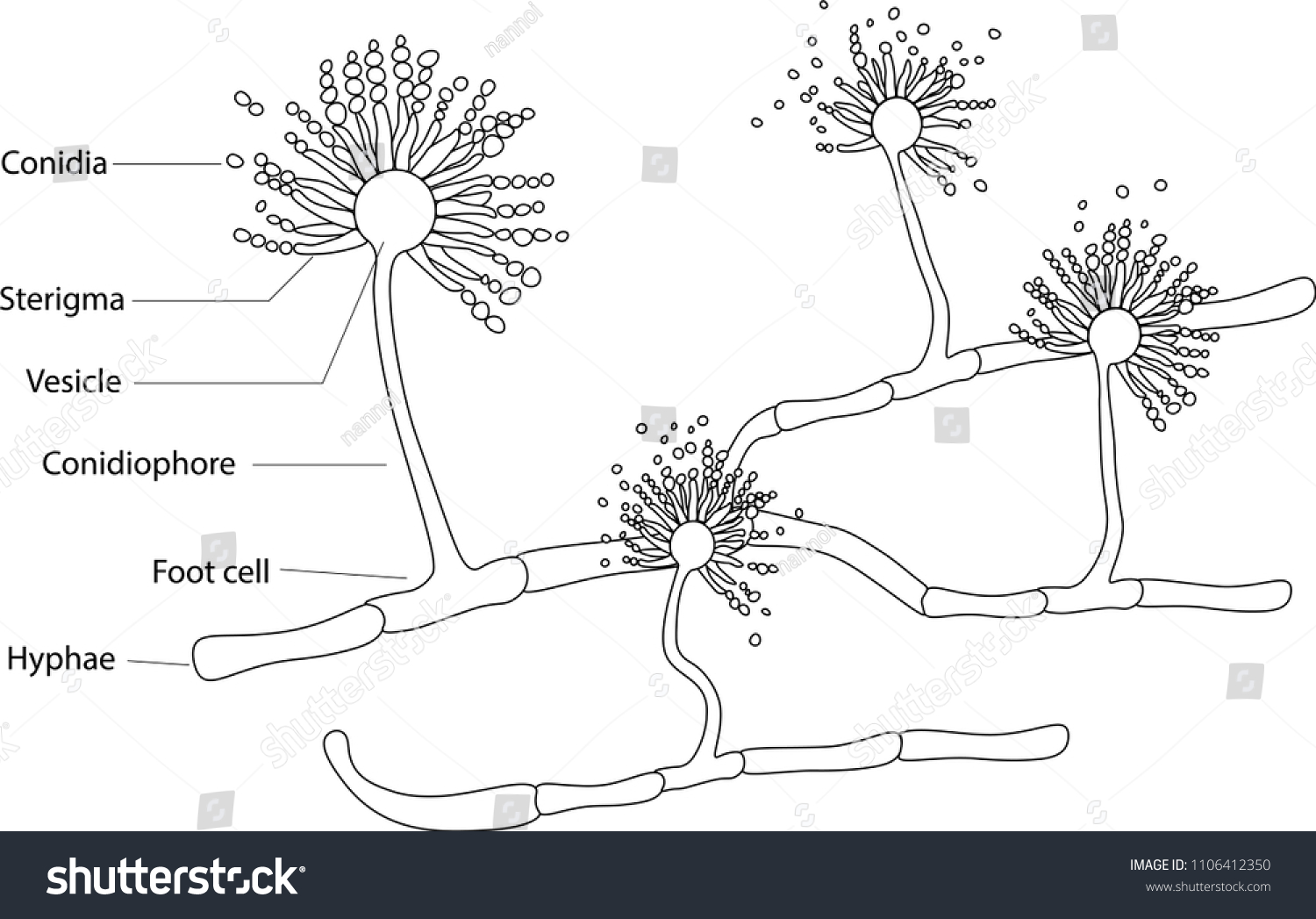 Structure Aspergillus Stock Vector (Royalty Free) 1106412350 | Shutterstock