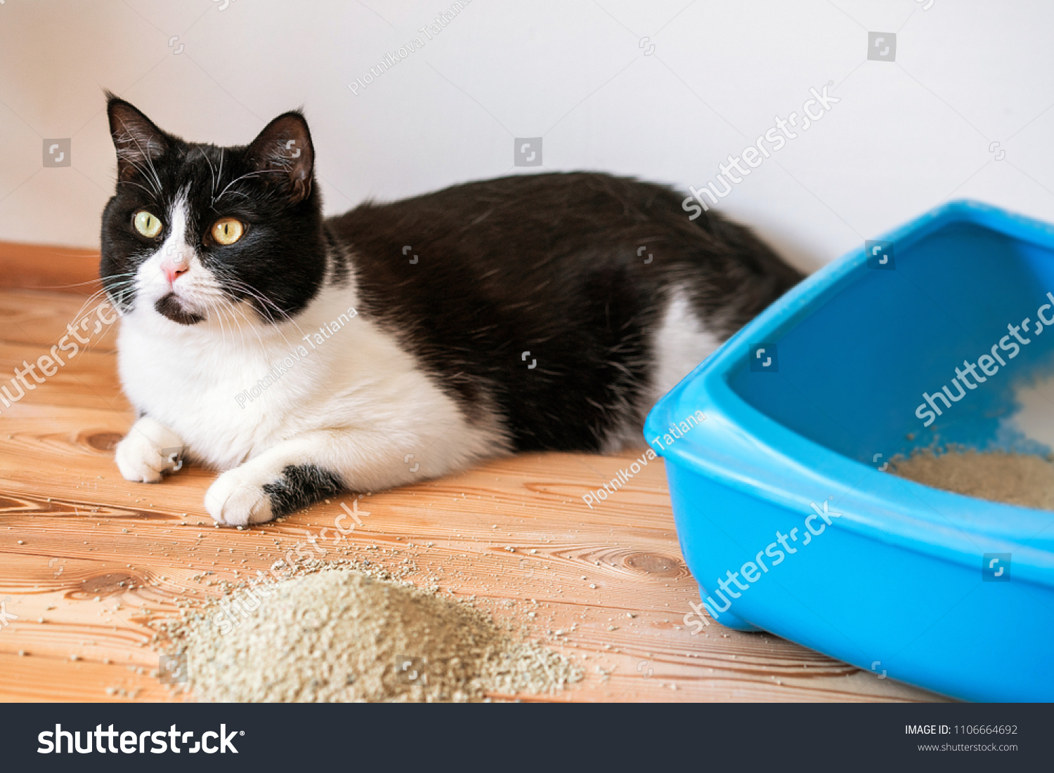 Кот пописал не в лоток. Лоток для кошек. Кошачий лоток с какашкой. Кошка в лотке Сток. Cat Litter.
