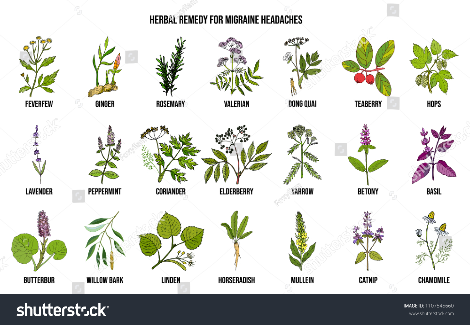 Best Medicinal Herbs Migraines Relief Hand Stock Vector (Royalty Free ...