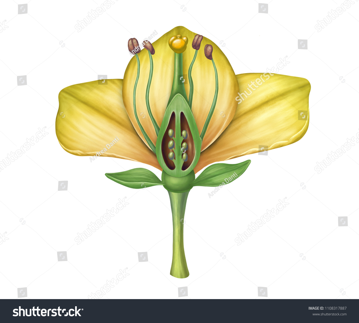 5,129 Cross Section Flower Images, Stock Photos & Vectors | Shutterstock