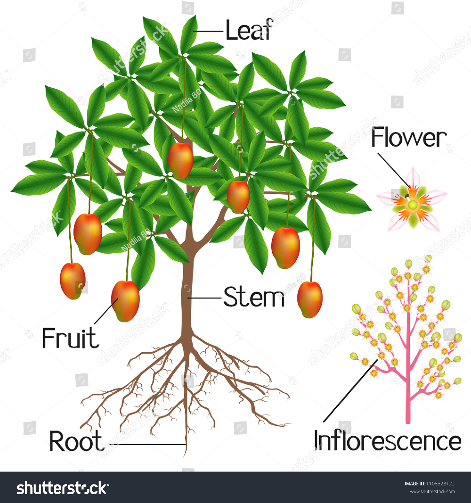 Structure Mango Plant Shown On White Stock Vector Royalty Free 1108323122 Shutterstock