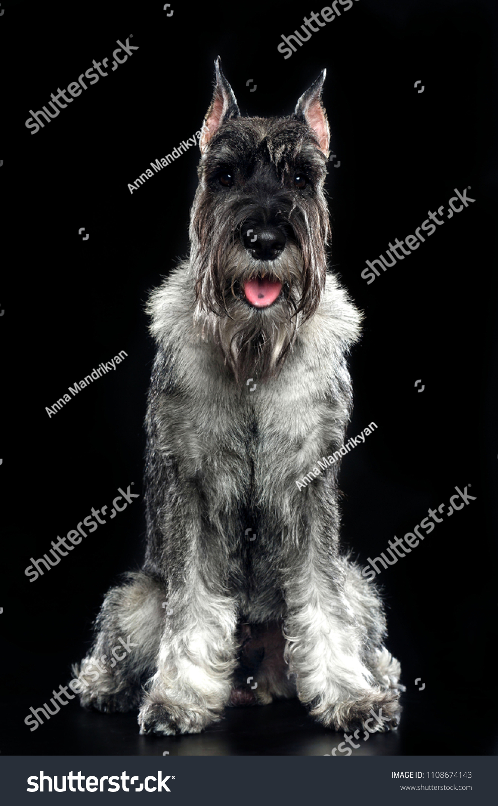 Mittelschnauzer Dog Isolated On Black Background Stock Photo 1108674143 ...