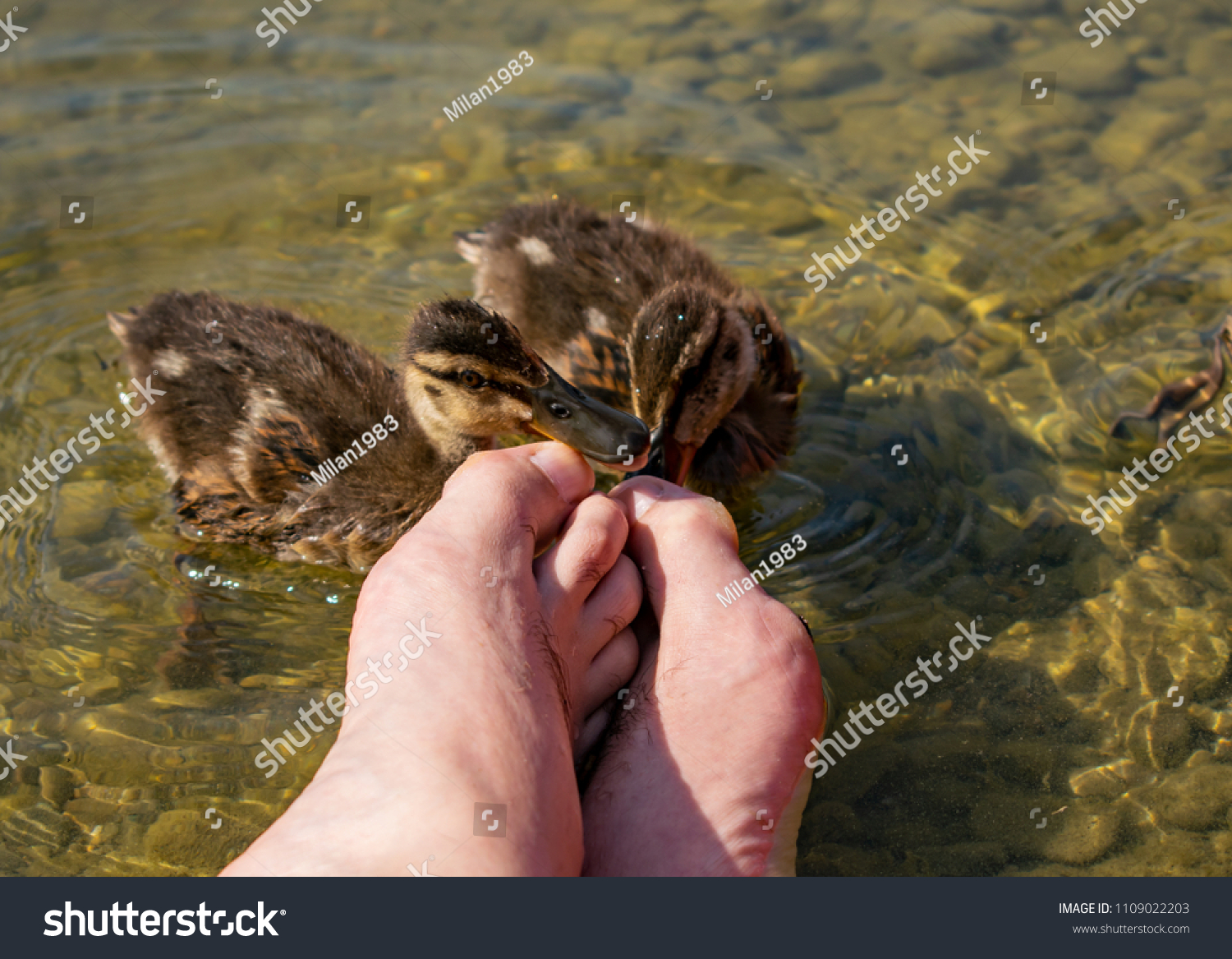 Why Do Baby Ducks Nibble