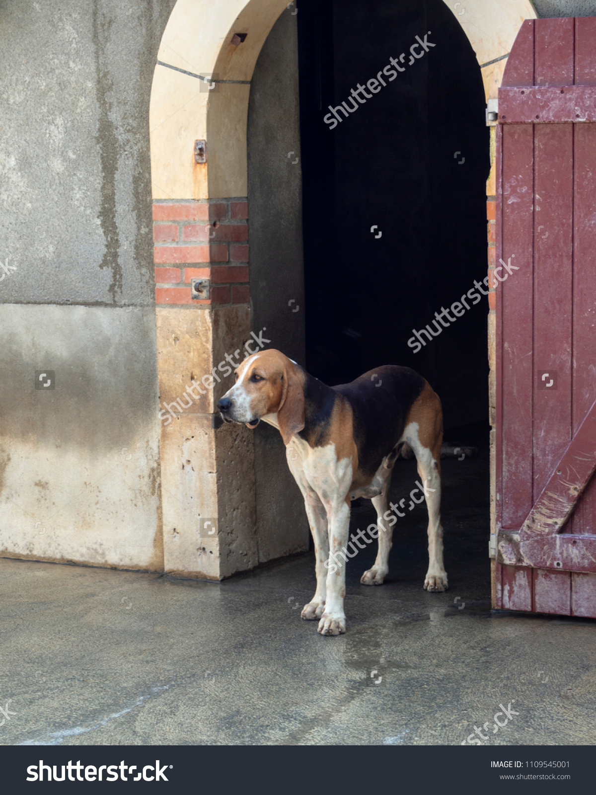 are poitevin hound noisy