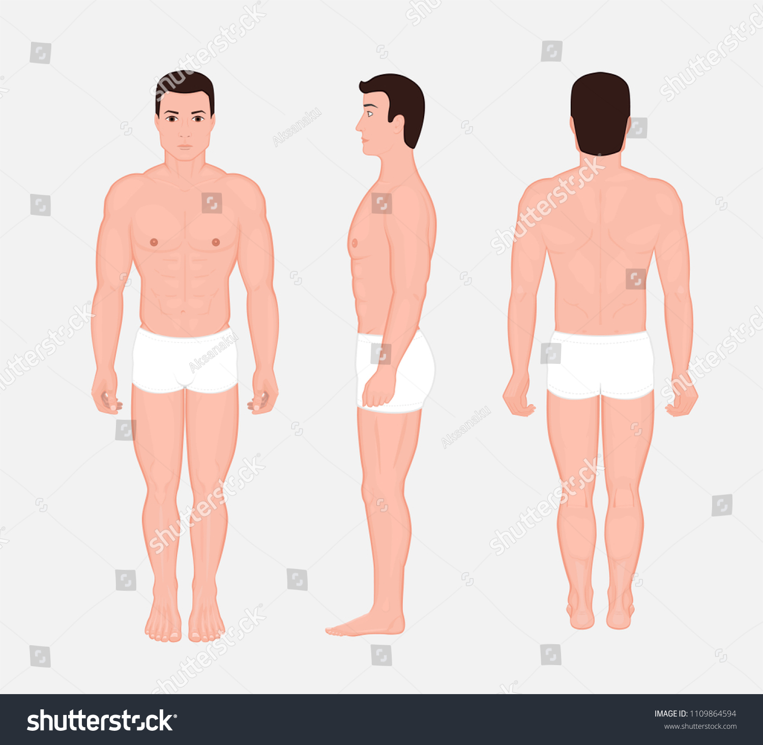 Vector Illustration Human Body Anatomy Front Stock Vector Royalty Free