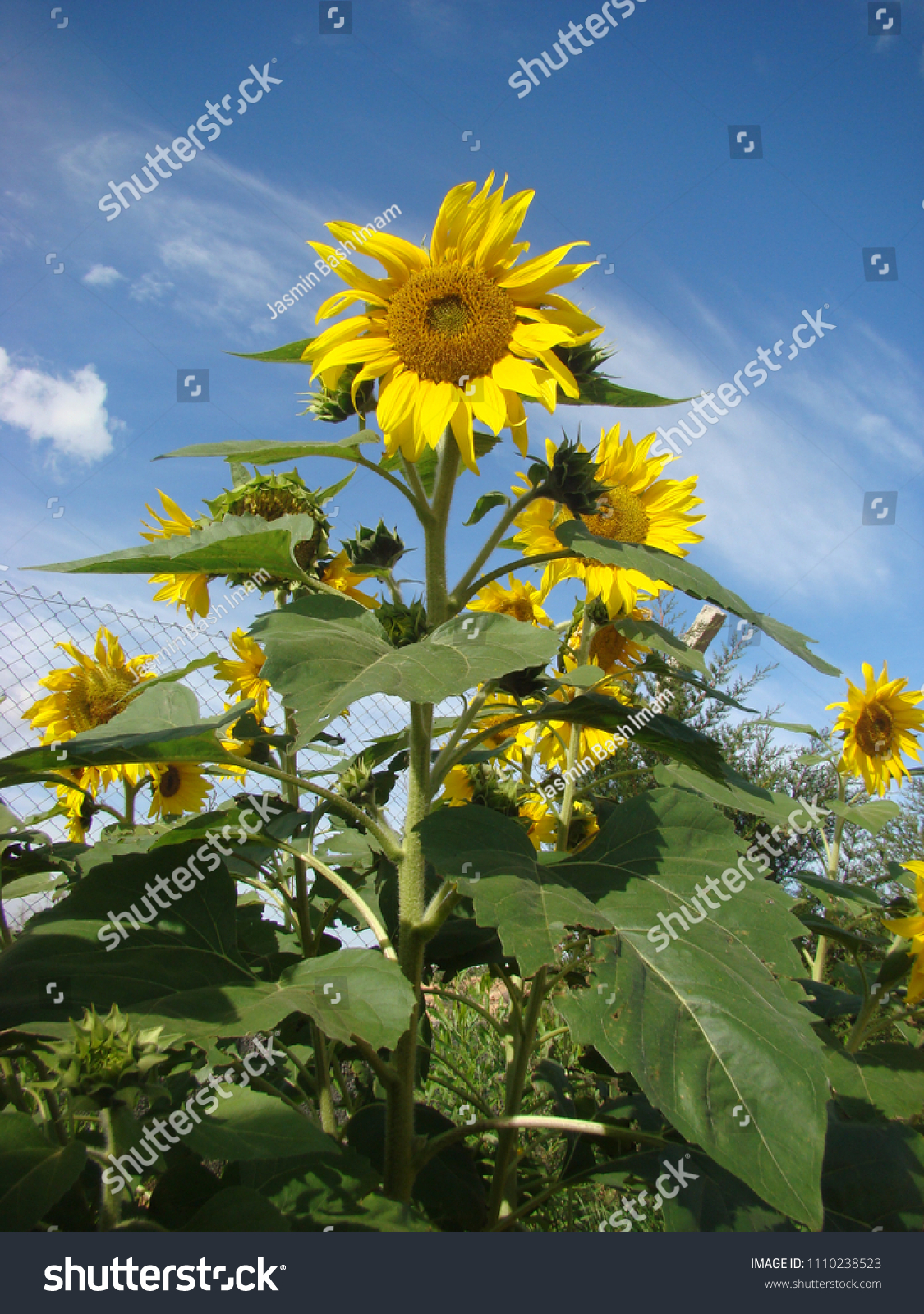 Sunflower Standing Tall Soaking Sun库存照片 Shutterstock