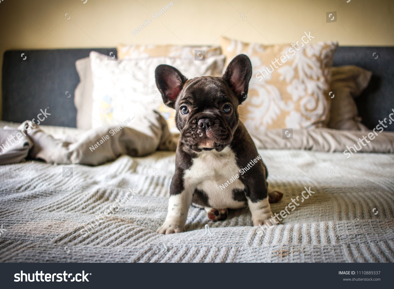 all white french bulldog