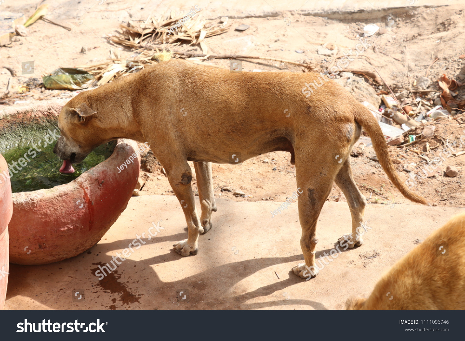 how do i stop birds from drinking my dogs water