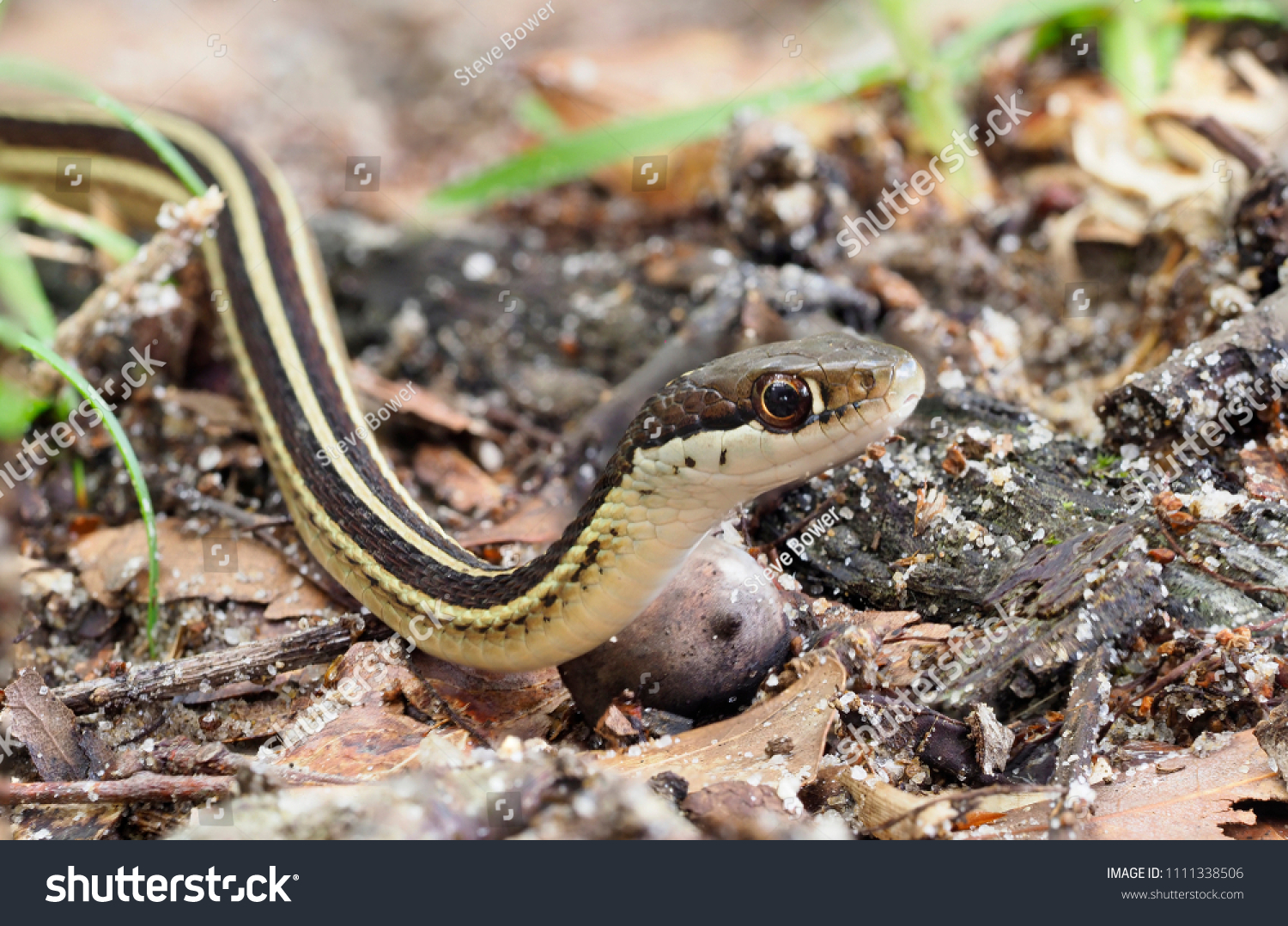 Eastern Ribbon Snake : 89 Images, Photos Et Images Vectorielles De ...