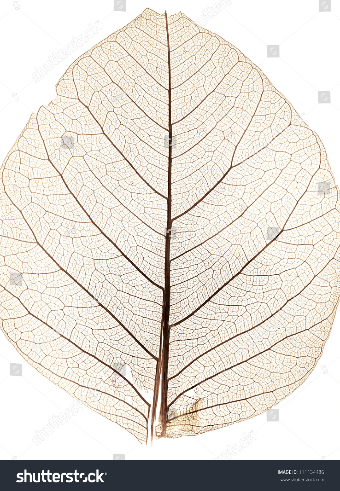 Background Tree Leaf Close Stock Photo 111134486 | Shutterstock