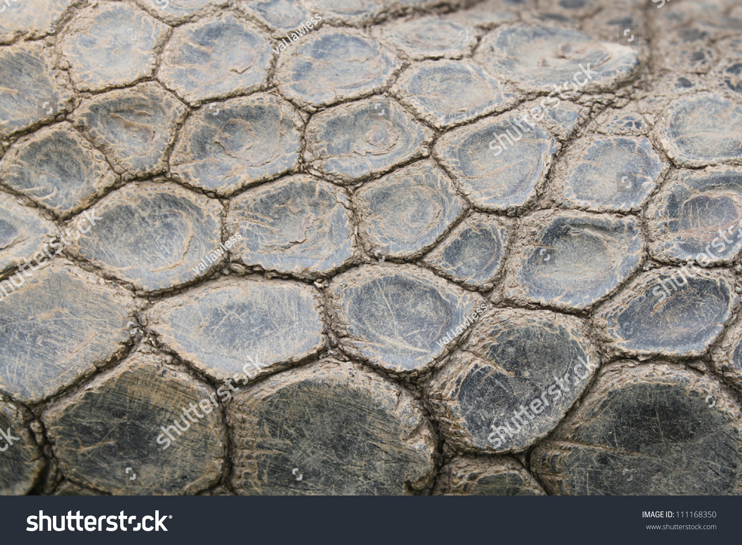 Turtle Skin texture